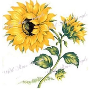 May include: A painting of two sunflowers with yellow petals and green leaves. The sunflowers are on a white background.