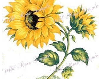 XL FuRNiTuRe SiZe BiG BoLD BRiGhT SuNFLoWeRs SHaBbY WaTerSLiDe DeCALs