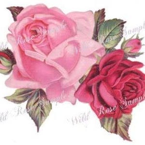 May include: A bouquet of pink and red roses with green leaves. The roses are in full bloom and have a delicate, romantic feel.