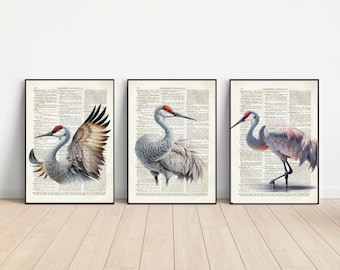 May include: Three framed prints of sandhill cranes on a white background. The prints feature vintage dictionary pages with illustrations of the birds in various poses.