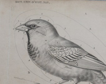 Dictionnaire Universel d'Histoire Naturelle by Charles D'Orbigny Original Bird Engraving