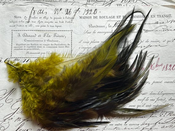 French Milliner's Feathers for Hat or Hair, Circa 1919-1945