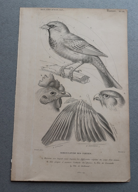 Dictionnaire Universel d'Histoire Naturelle by Charles D'Orbigny Original Bird Engraving