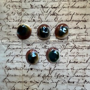 Good Luck Eye of Santa Lucia/Saint Lucy/Shiva, Operculum, from the Mediterranean