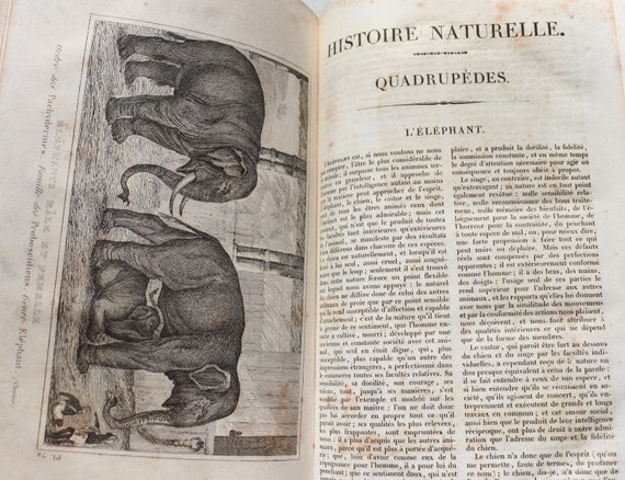 Buffon's Quadrupeds, Volume 6, Paris, 1835