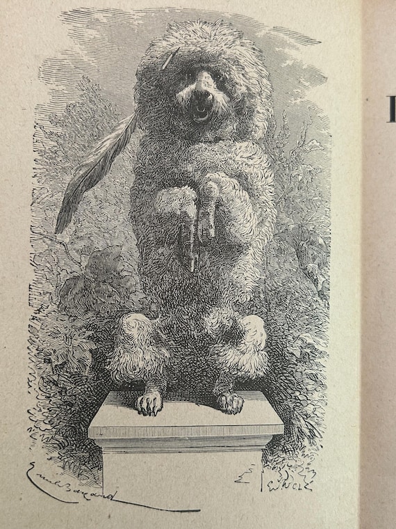 Mémoires d'un Caniche