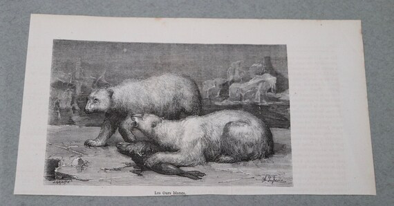 Antique French Engraving of White Bears