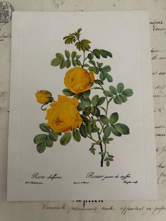 Yellow Roses ("Rosa Sulfurea"/"Rosier jaune de souffre") print by Redouté, Printed by Rémond, Engraved by Langlois