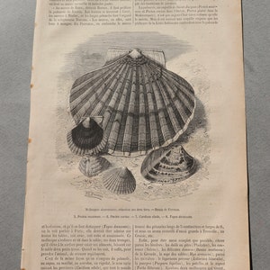 Antique, French Engraving of Seashells from Magasin Pittoresque