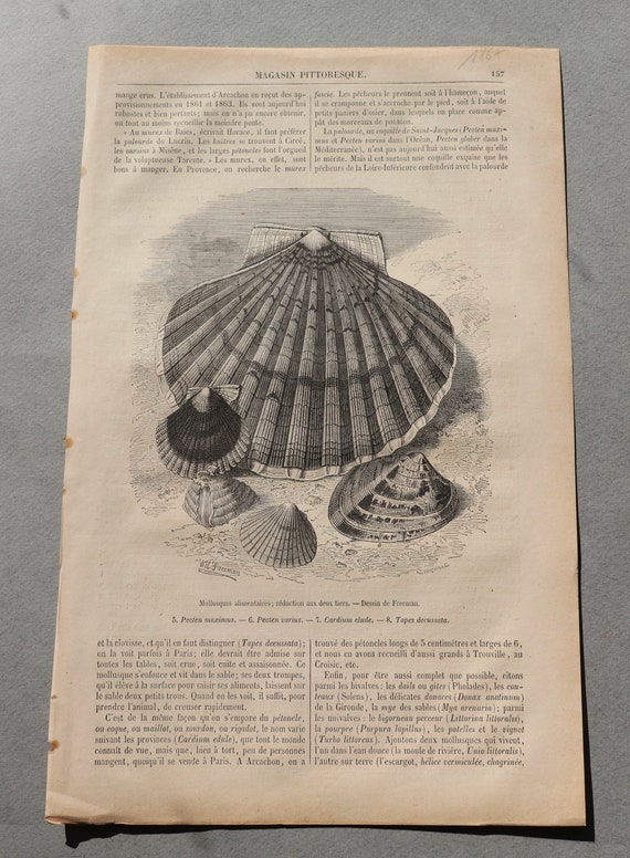 Antique, French Engraving of Seashells from Magasin Pittoresque