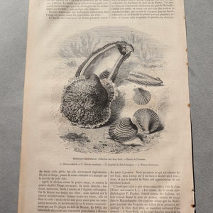 Antique, French Engraving of Seashells from Magasin Pittoresque