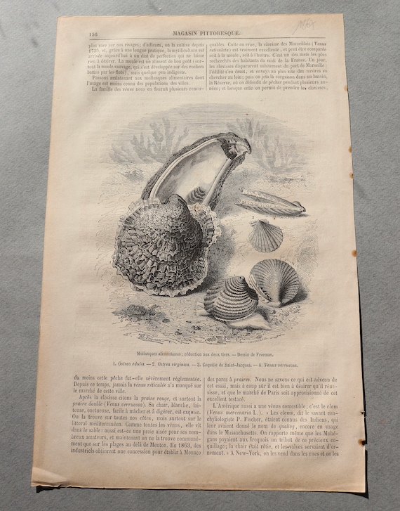 Antique, French Engraving of Seashells from Magasin Pittoresque