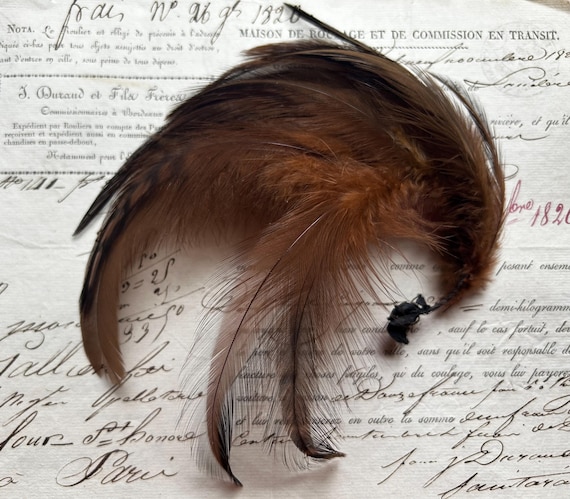 French Milliner's Feathers for Hat or Hair, Circa 1919-1945