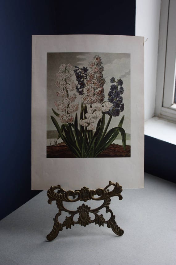 House & Garden's 1937 Print "Hyacinths" by S.T. Edwards for Dr. Robert John Thornton's "Temple of Flora"