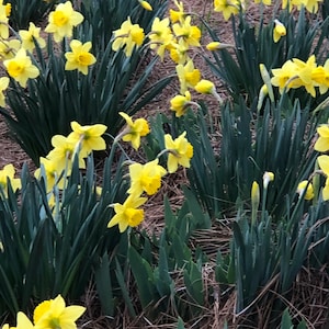 May include: A field of yellow daffodils in bloom. The flowers are surrounded by green foliage and brown pine needles.