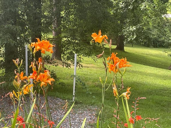 21 Orange Daylily Bulbs Plant Perennial Lily Flowers Tawny Day