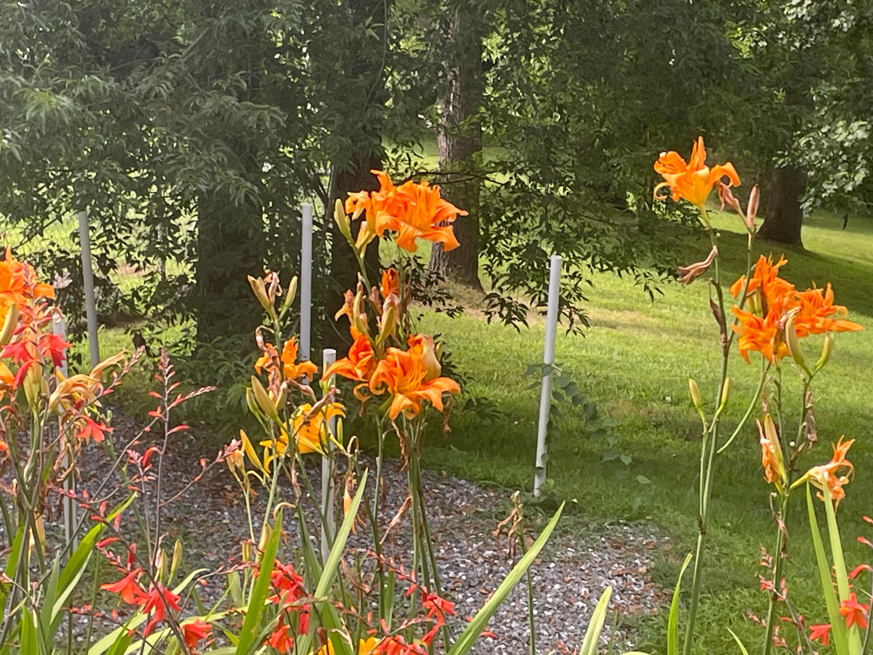 21 Orange Daylily Bulbs Plant Perennial Lily Flowers Tawny Day