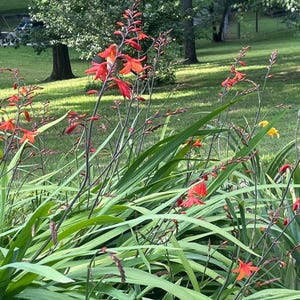 14 Orange Crocosmia Bulbs Plant Perennial Lily Flowers