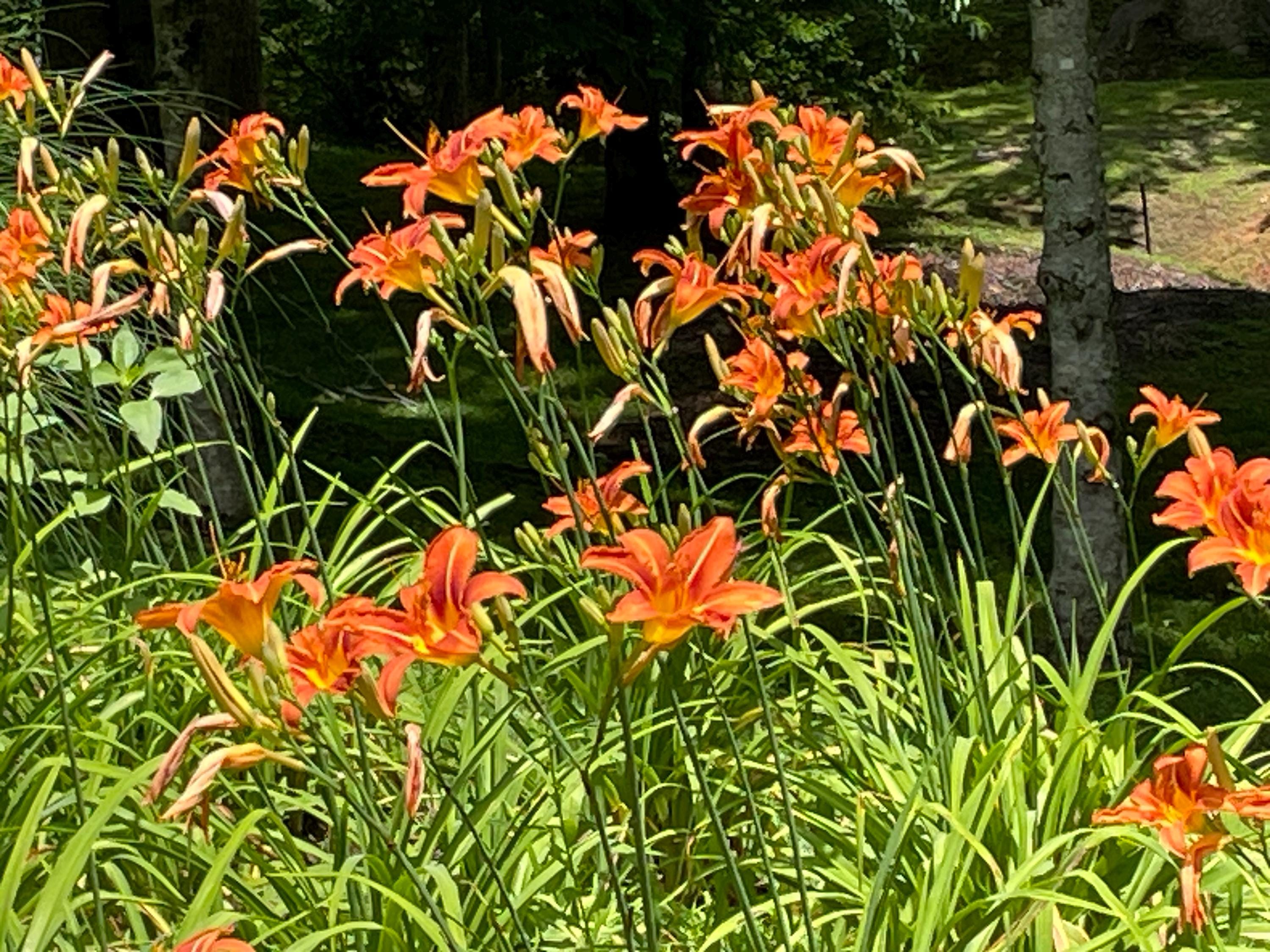 21 Orange Daylily Bulbs Plant Perennial Lily Flowers Tawny Day