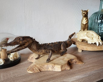 Taxidermia Caiman