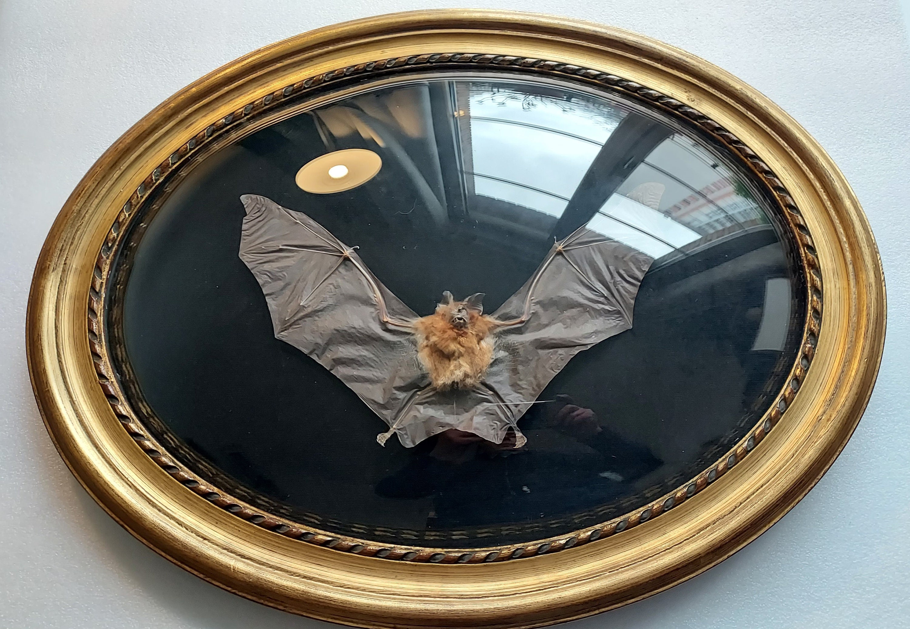 Cadre Vrai Chauve Souris Victoryan Style