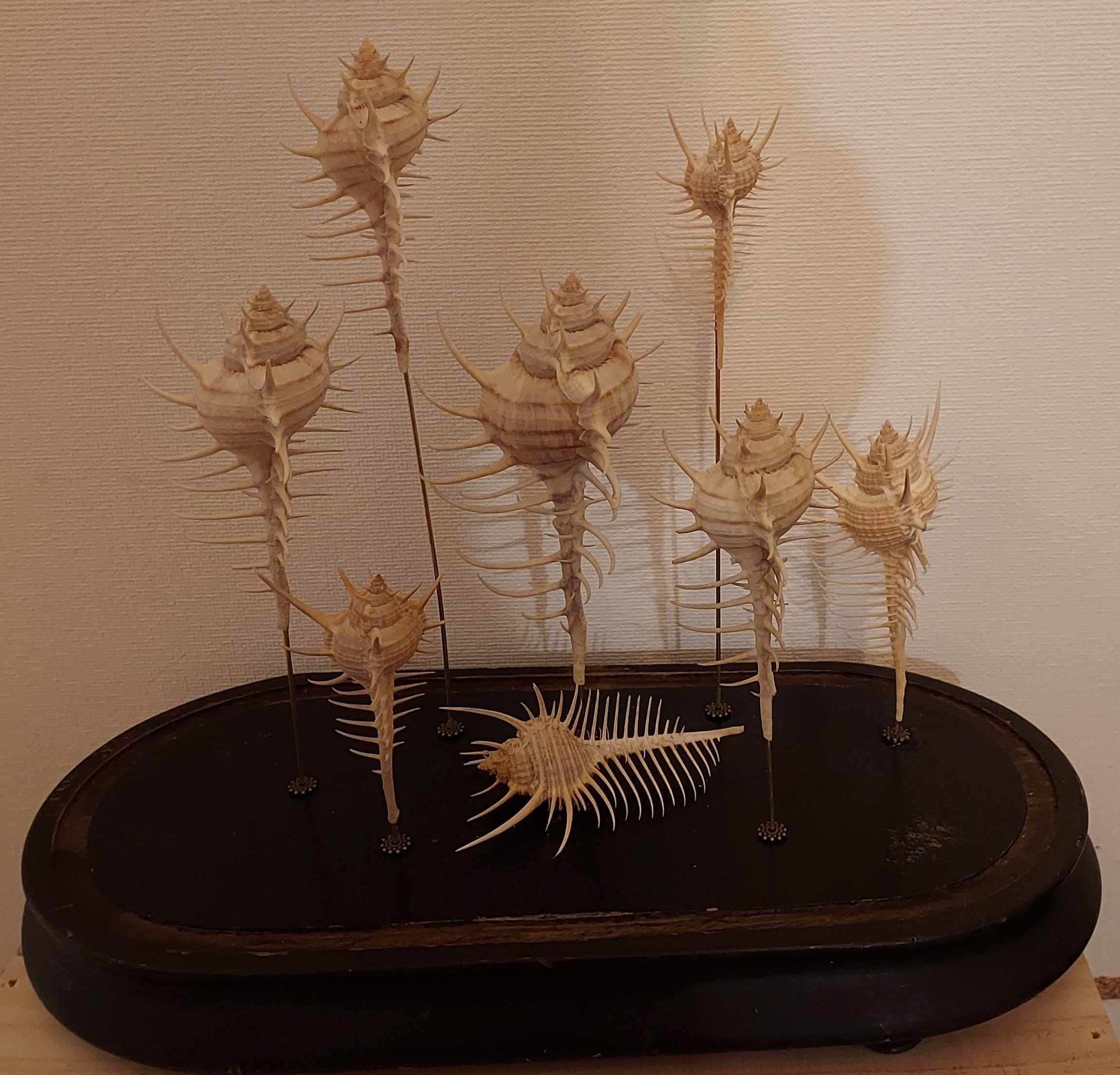 Picus Socle Napoleon