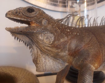 Taxidermie Iguane Vert des Antilles