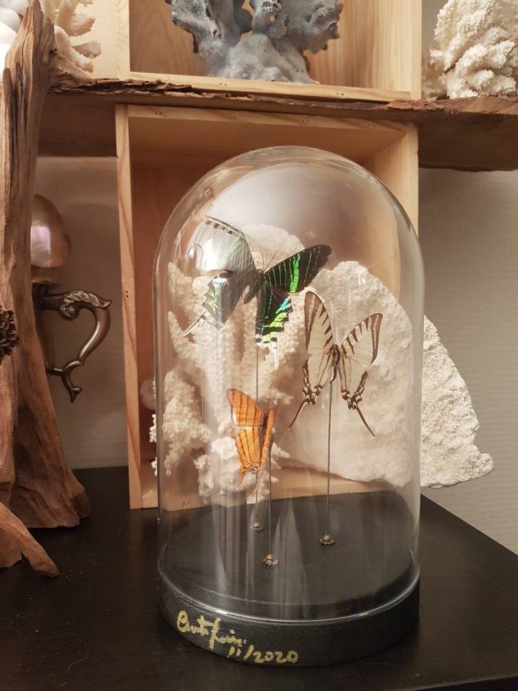 Cloche Verre avec 3 Papillon