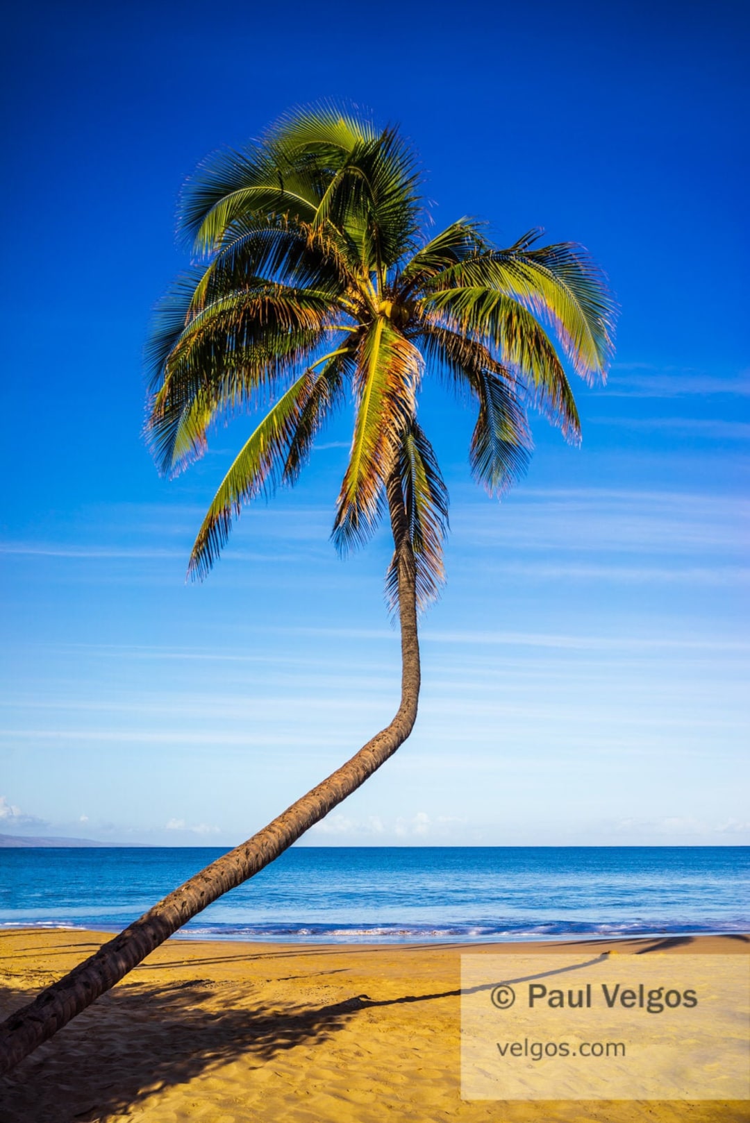 キャンバスプリントアート palm tree 絵画 額付き インテリア Amazon.co.jp: キャンバスプリントアート palm tree 絵画 額付き