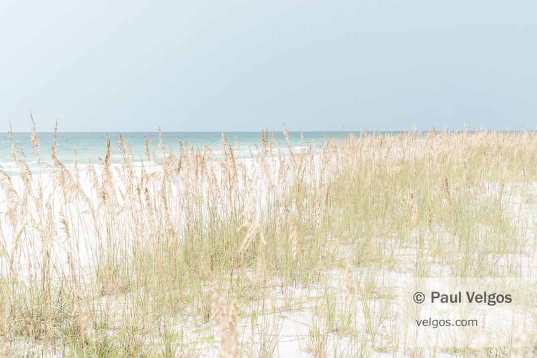 Beach Grass Prints Sea Oats Poster, Beach Grass Wall Art, Pensacola