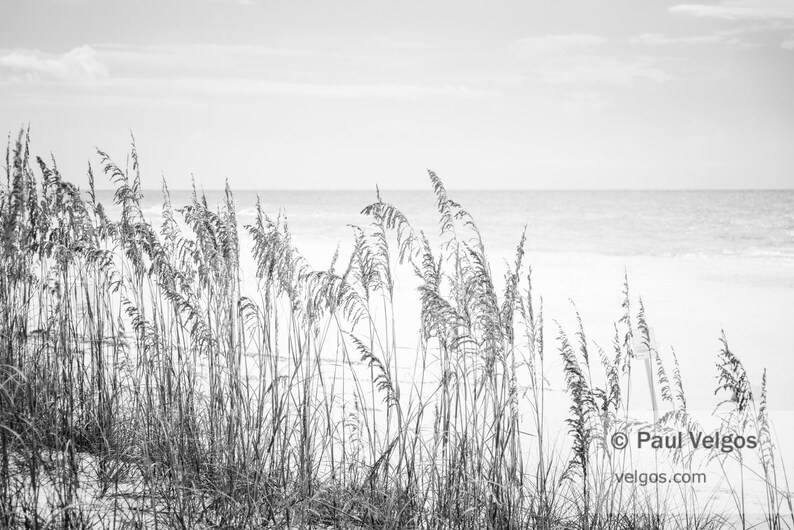 Beach Decor Sea Oats Beach Grass Print Beach Photography Etsy