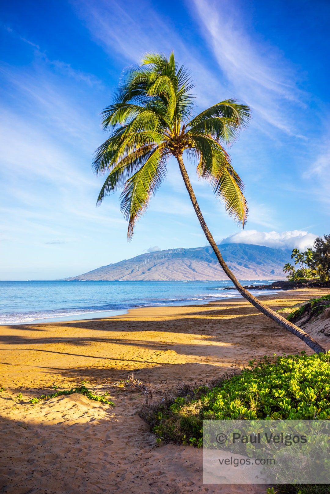 Bent Palm Tree Print: Maui Hawaii Poster, Curved Palm Tree