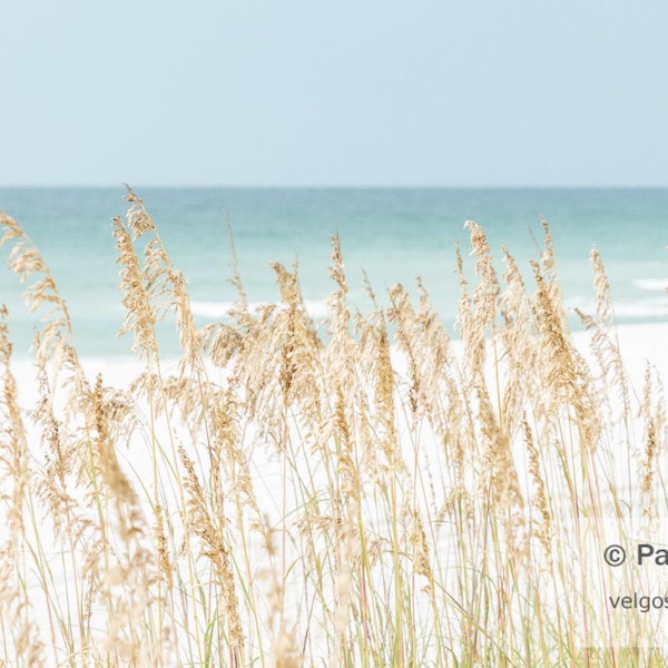 Beach Grass Print: Pensacola Beach Art, Sea Oats Poster, Gulf Coast Florida Wall Art, Pensacola Beach Artwork, Florida Coastal Canvas Decor