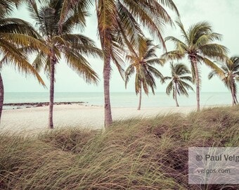 May include: A serene beach scene featuring several palm trees with long trunks and green fronds. The beach has white sand, and the ocean is a light blue color. The foreground has tall, dry grass. The sky is overcast.
