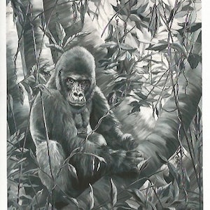 Waiting for a friend - Folding Greeting Card - Black & White Gorilla in the Jungle