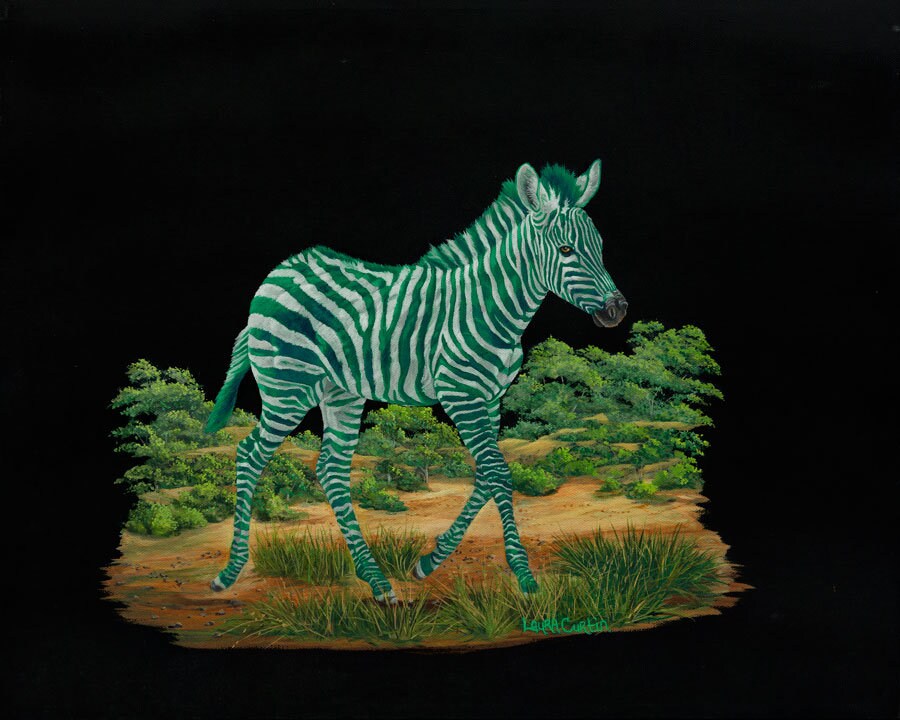 Green Zebra 8 x 10 Print 11 x 14 Etsy 日本