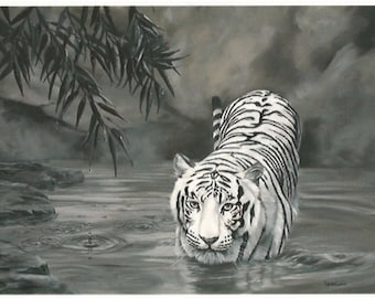 Torrit le tigre, tigre blanc dans l’eau