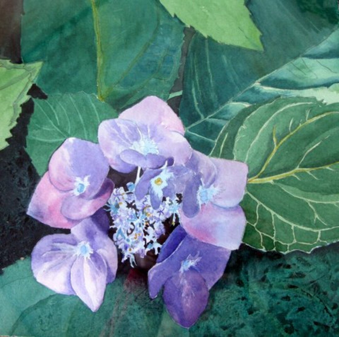 Blue Hydrangea - Etsy