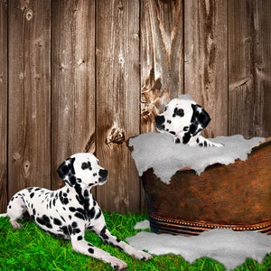 May include: Two Dalmatian dogs, one in a tub of soapy water and the other lying on the grass, looking at each other.