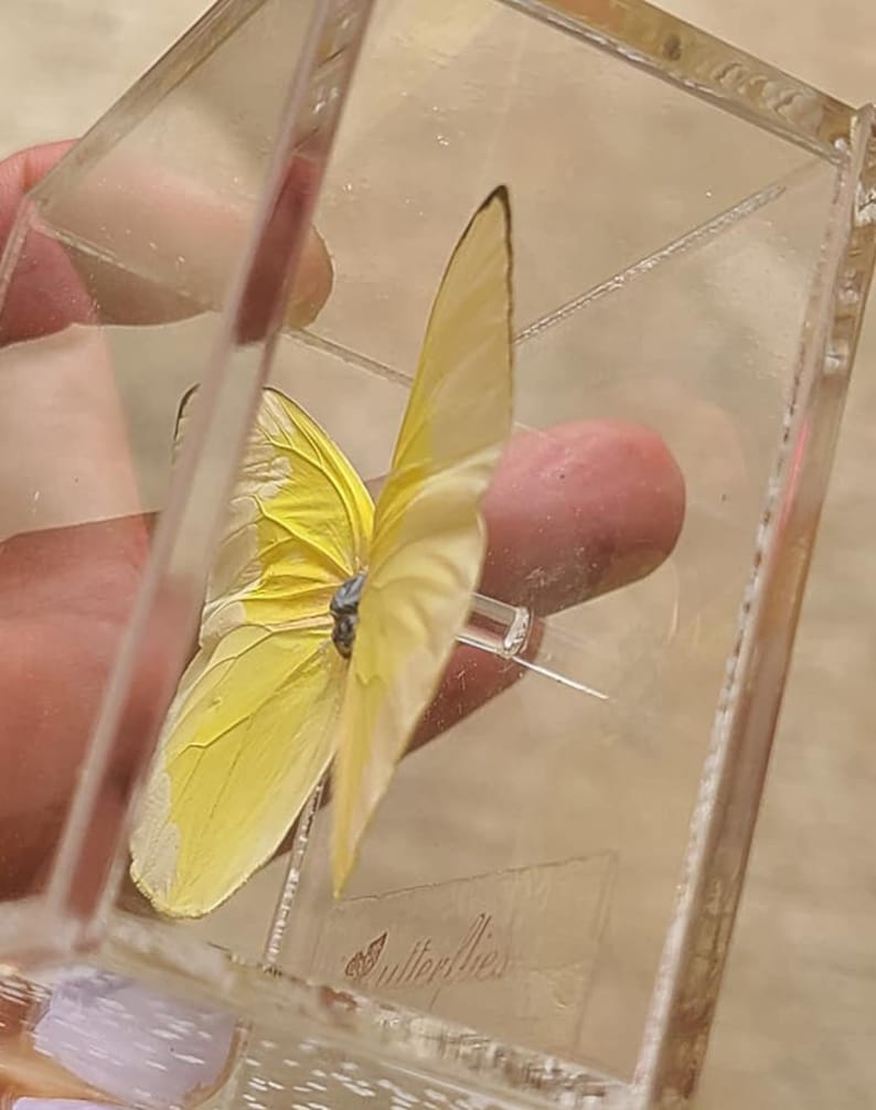 Preserved Mounted Plastic Encased Butterfly Box Puerto Rico Souvenir
