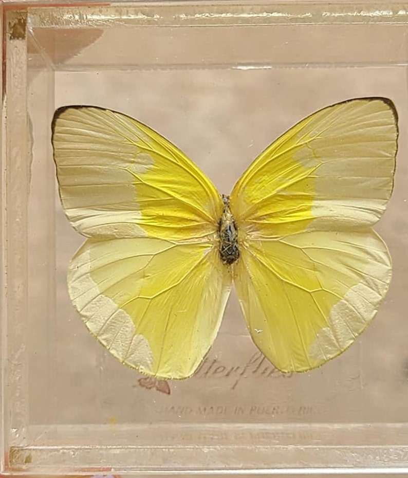 Preserved Mounted Plastic Encased Butterfly Box Puerto Rico Souvenir