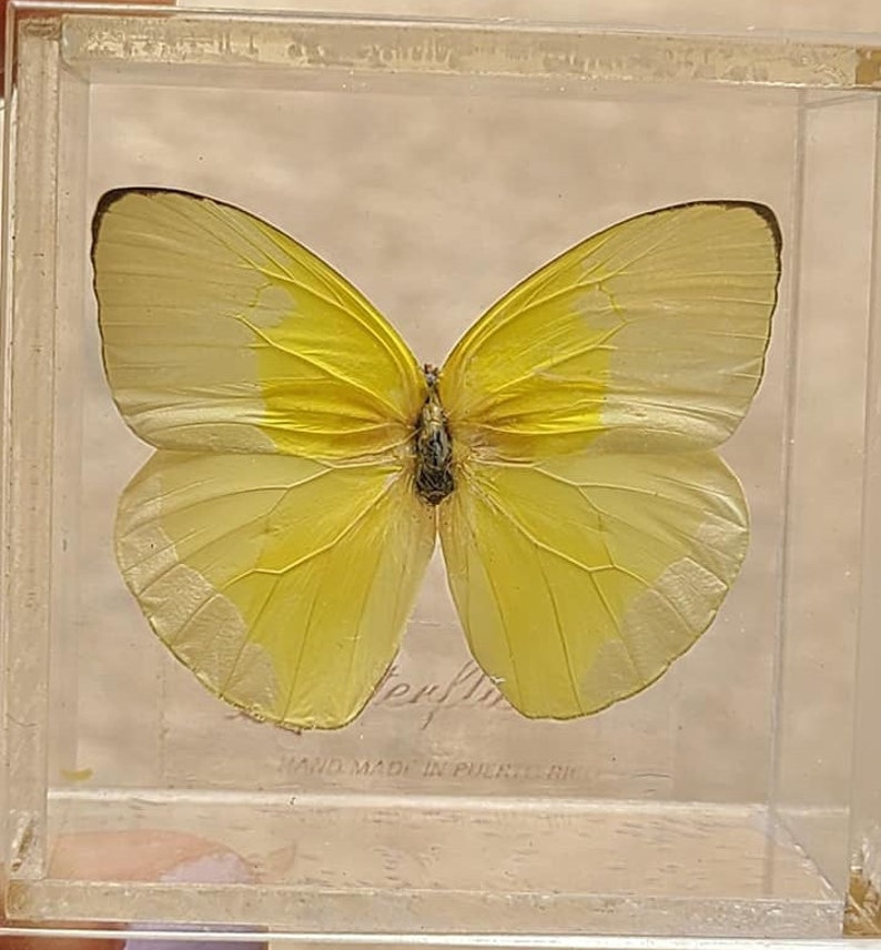 Preserved Mounted Plastic Encased Butterfly Box Puerto Rico Souvenir