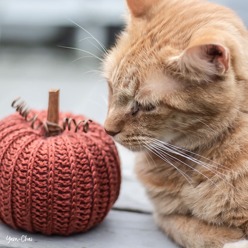 Op de afbeelding: Een close-up van een gehaakte pompoen in een roestige oranje kleur, met een kat die ernaar kijkt. De kat is licht oranje van kleur met witte snorharen.