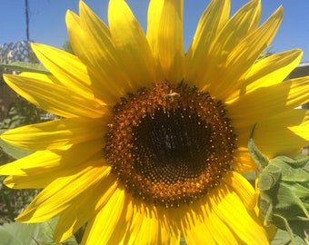 Maximus Sunflower Seeds