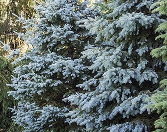 Blue Spruce Tree Seeds