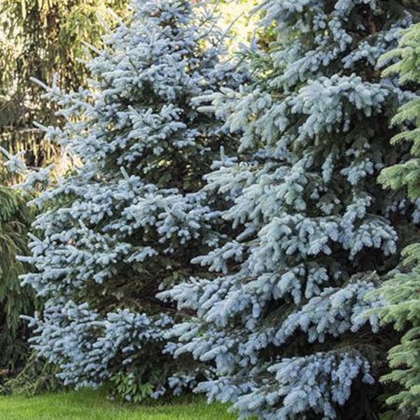 Blue Spruce Tree Seeds