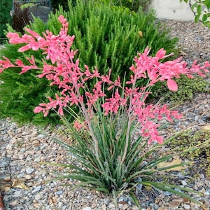 Red yucca giant