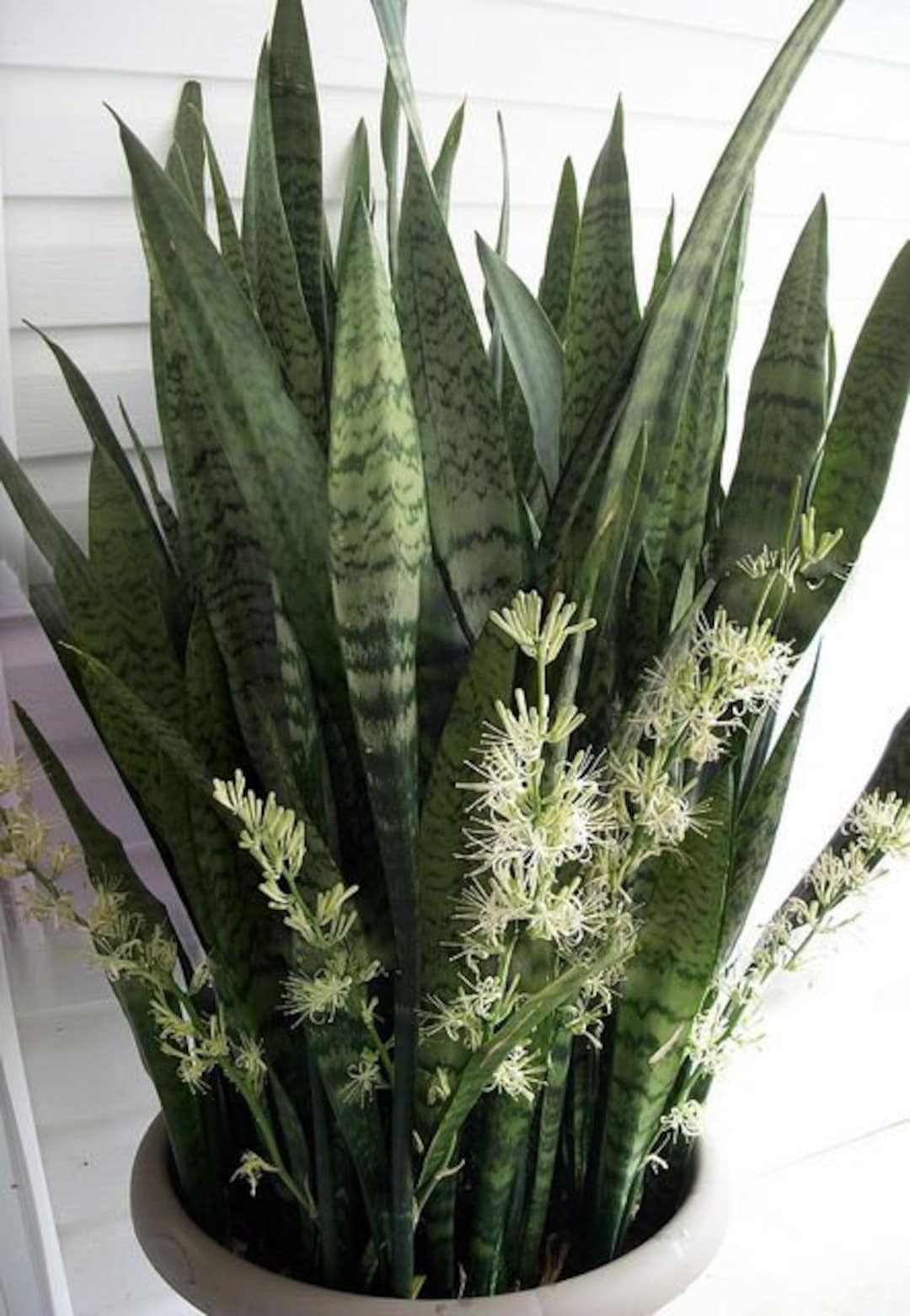 Mother in Law Tongue Plant Etsy