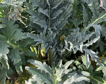 GoldenGlobe Artichoke Seeds