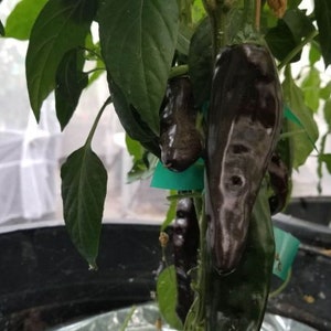 Könnte beinhalten: Nahaufnahme einer Paprikapflanze mit dunkelvioletten Paprika und grünen Blättern. Die Paprika sind länglich und glänzend. Die Pflanze steht in einem schwarzen Topf, mit einem Gewächshaus im Hintergrund.
